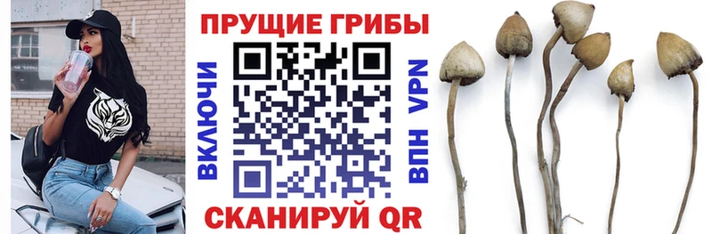 Псилоцибиновые грибы GOLDEN TEACHER  kraken рабочий сайт  Петровск 