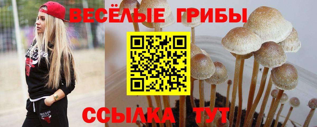 Галлюциногенные грибы Psilocybine cubensis Петровск