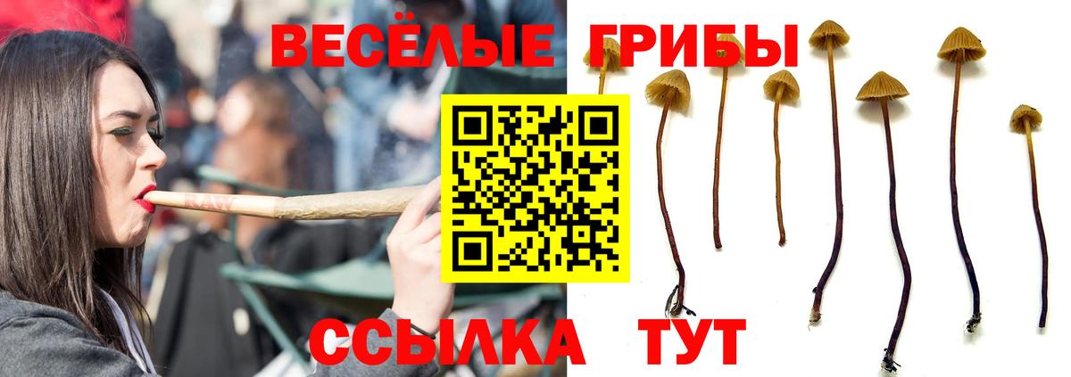 Псилоцибиновые грибы Psilocybe  Вход с VPN  Петровск 